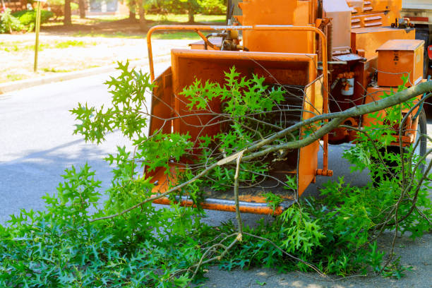 Best Leaf Removal  in Elizabeth, NJ